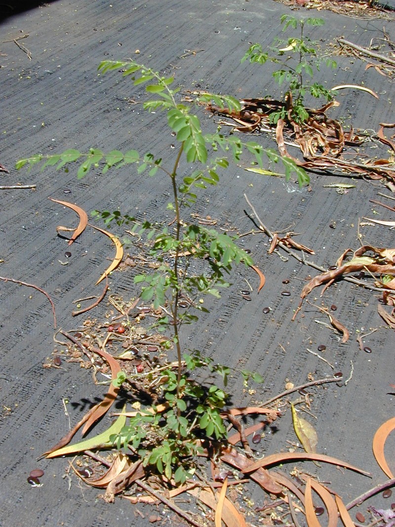 Mascarene Island Leaf-Flower photo 3