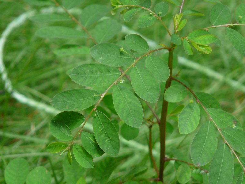 Mascarene Island Leaf-Flower photo 4