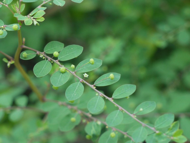 Mascarene Island Leaf-Flower photo 5