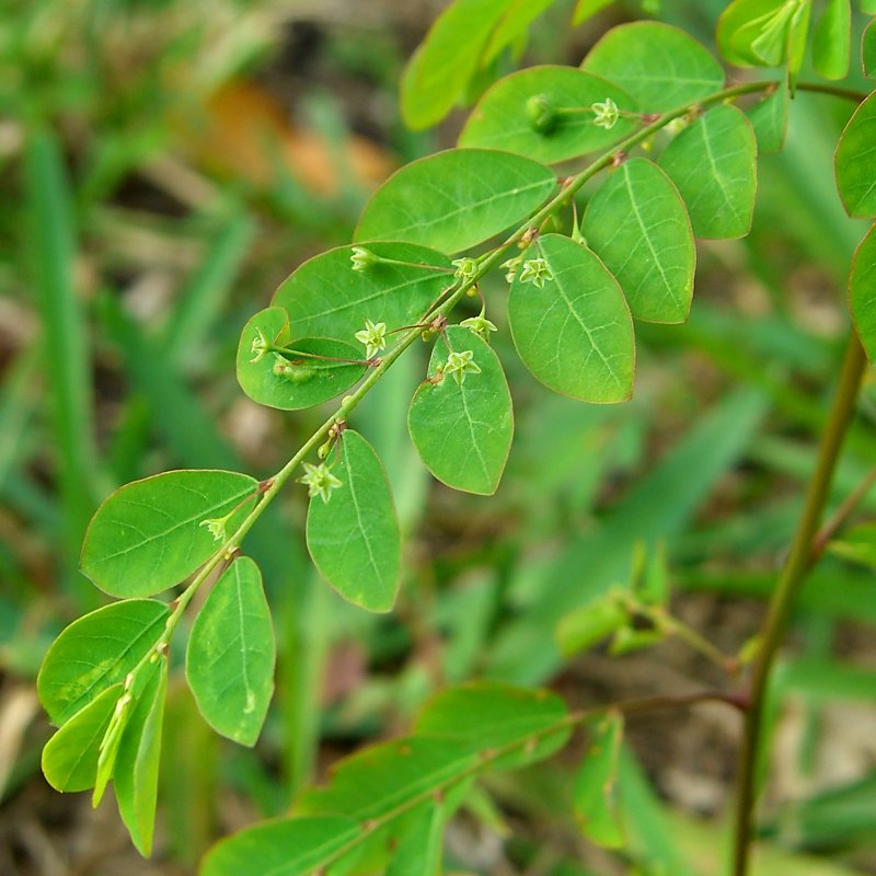 Mascarene Island Leaf-Flower photo 6