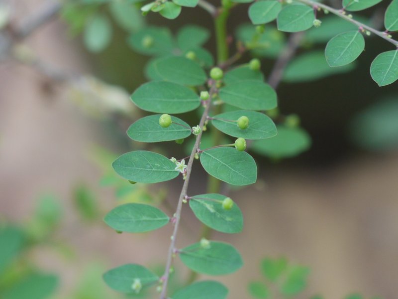 Mascarene Island Leaf-Flower photo 7