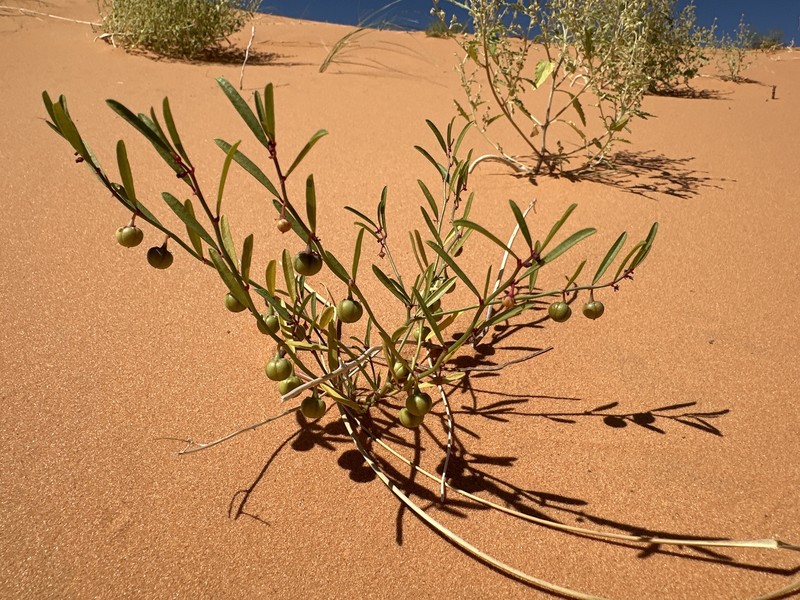 Sand Reverchonia