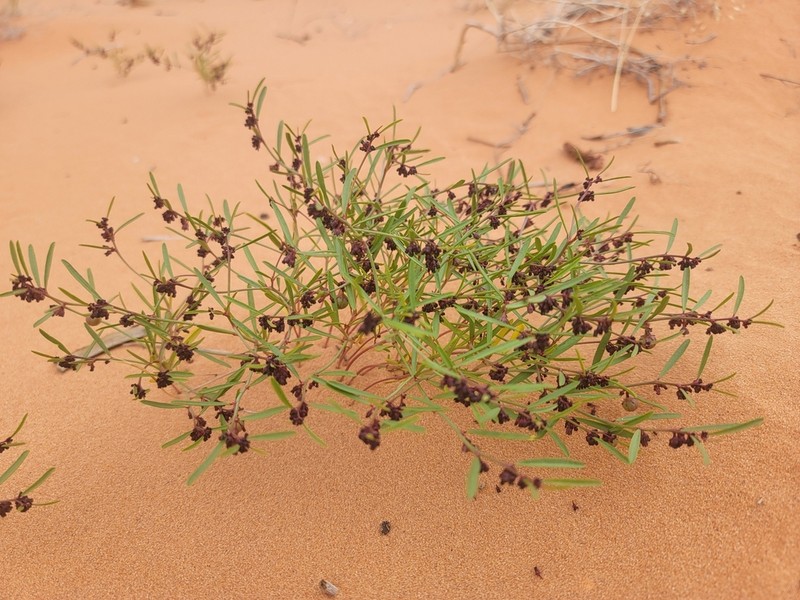 Sand Reverchonia photo 4