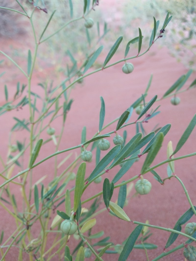 Sand Reverchonia photo 7