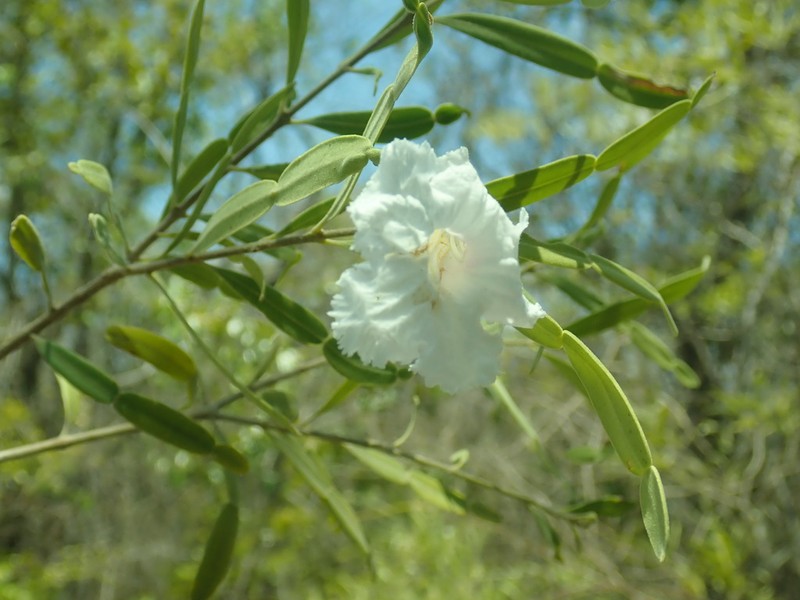 Phyllarthron arenicola