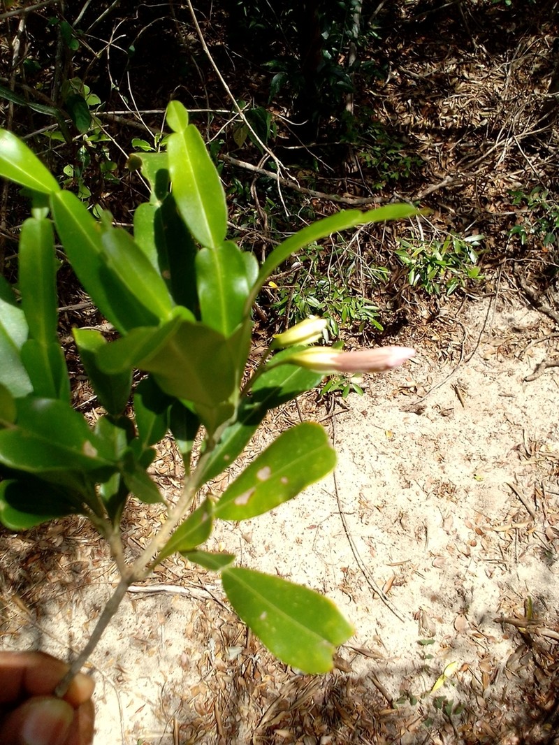 Phyllarthron arenicola photo 2