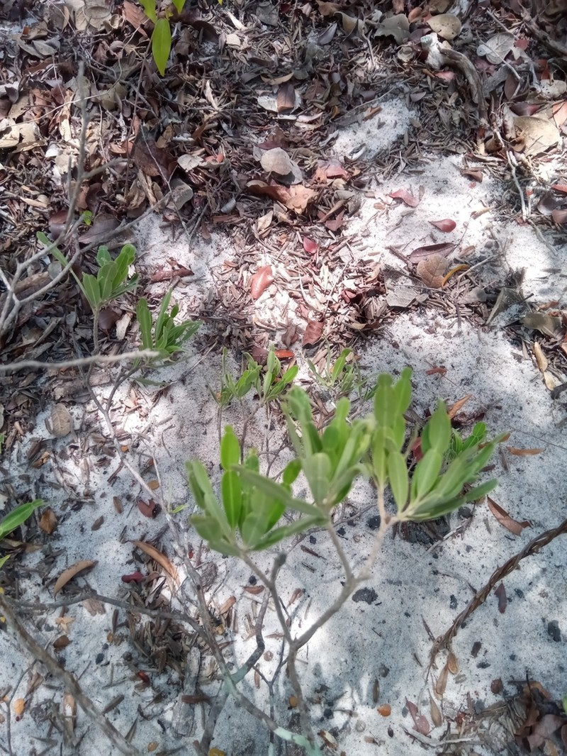 Phyllarthron arenicola photo 3