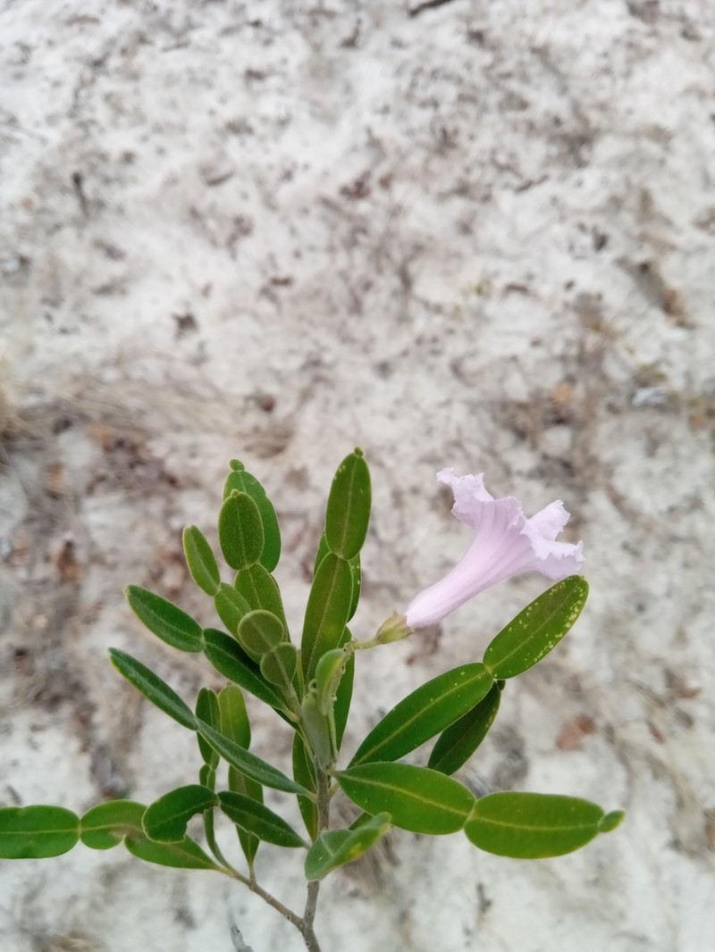 Phyllarthron arenicola photo 4