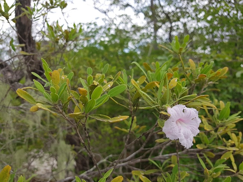 Phyllarthron arenicola photo 5
