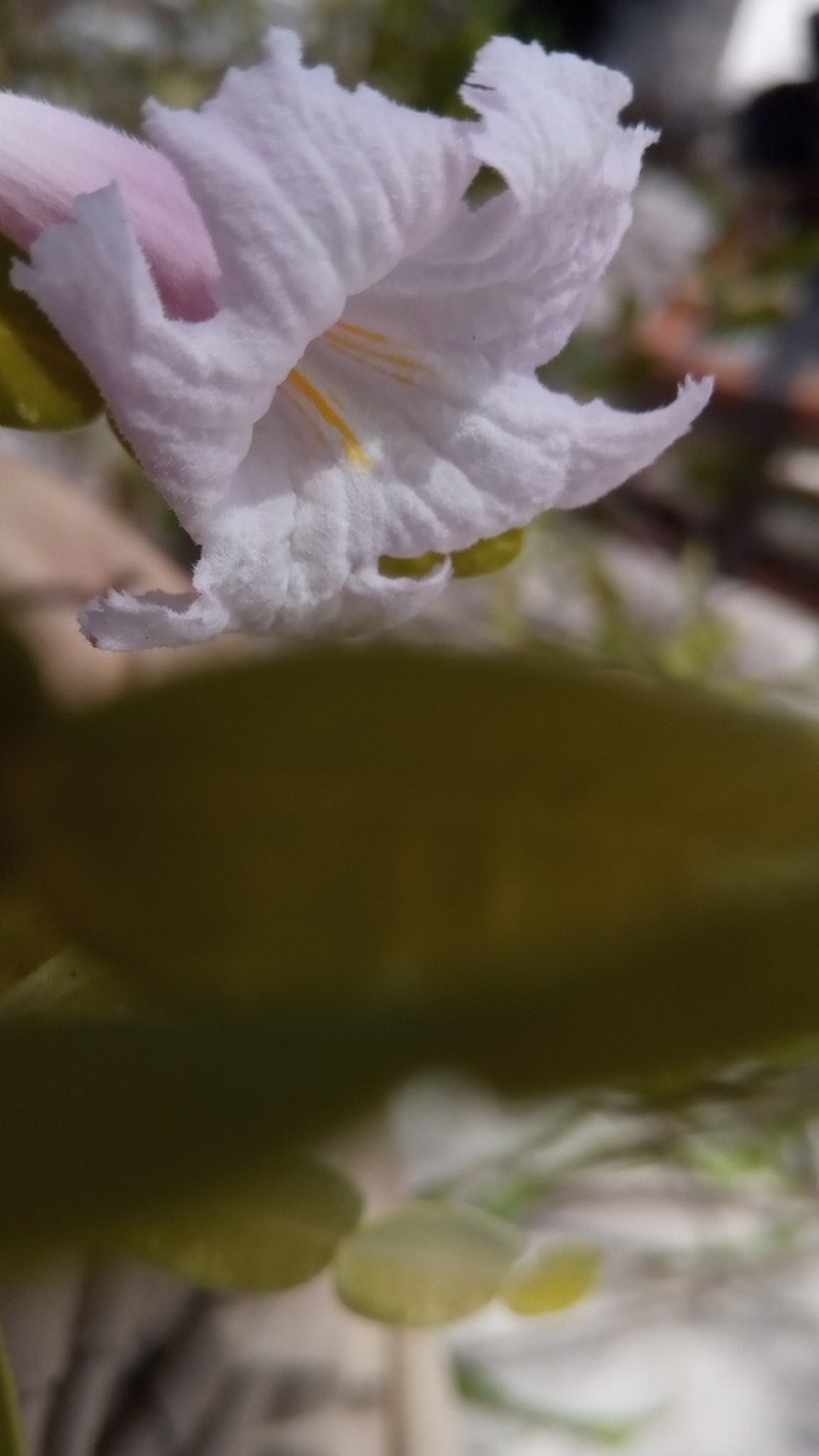 Phyllarthron arenicola photo 6