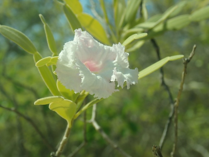 Phyllarthron arenicola photo 7