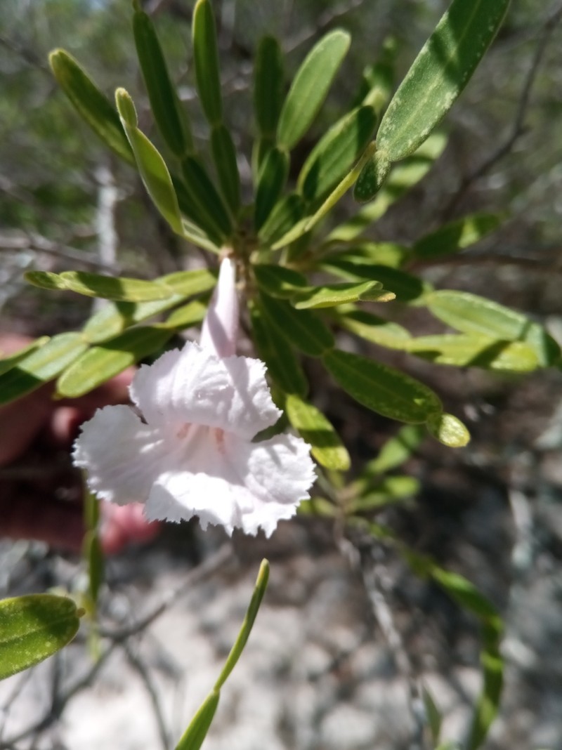 Phyllarthron arenicola photo 8