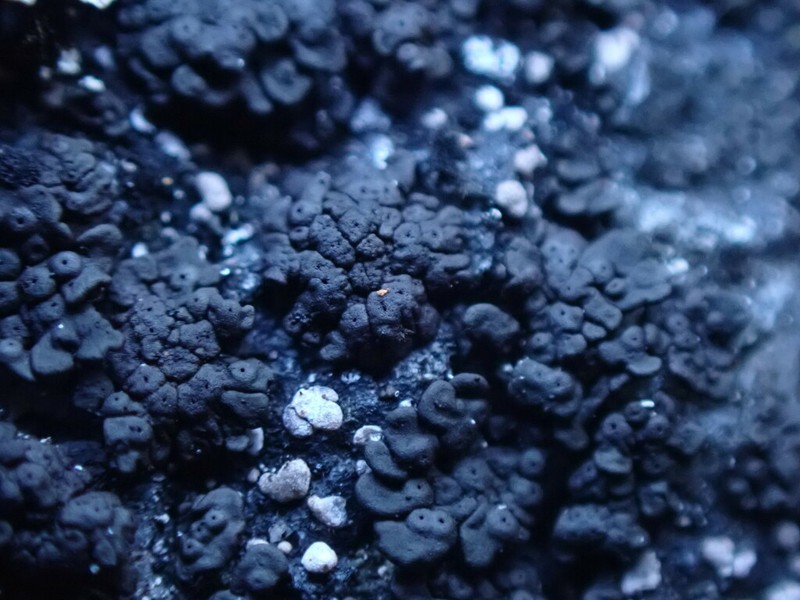 Demangeon's Phylliscum Lichen