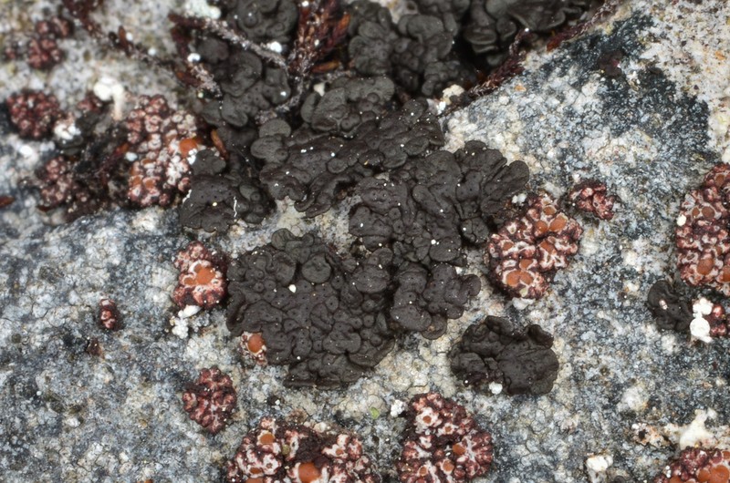 Demangeon's Phylliscum Lichen photo 2