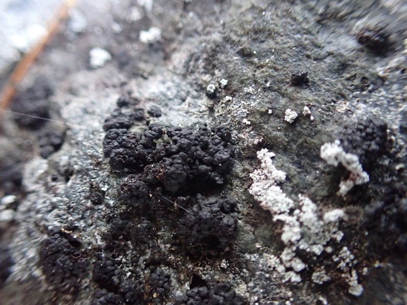 Demangeon's Phylliscum Lichen photo 3