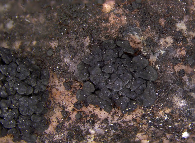 Demangeon's Phylliscum Lichen photo 4