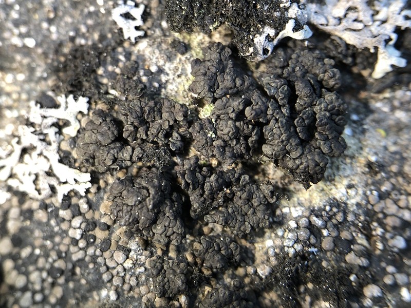Demangeon's Phylliscum Lichen photo 5