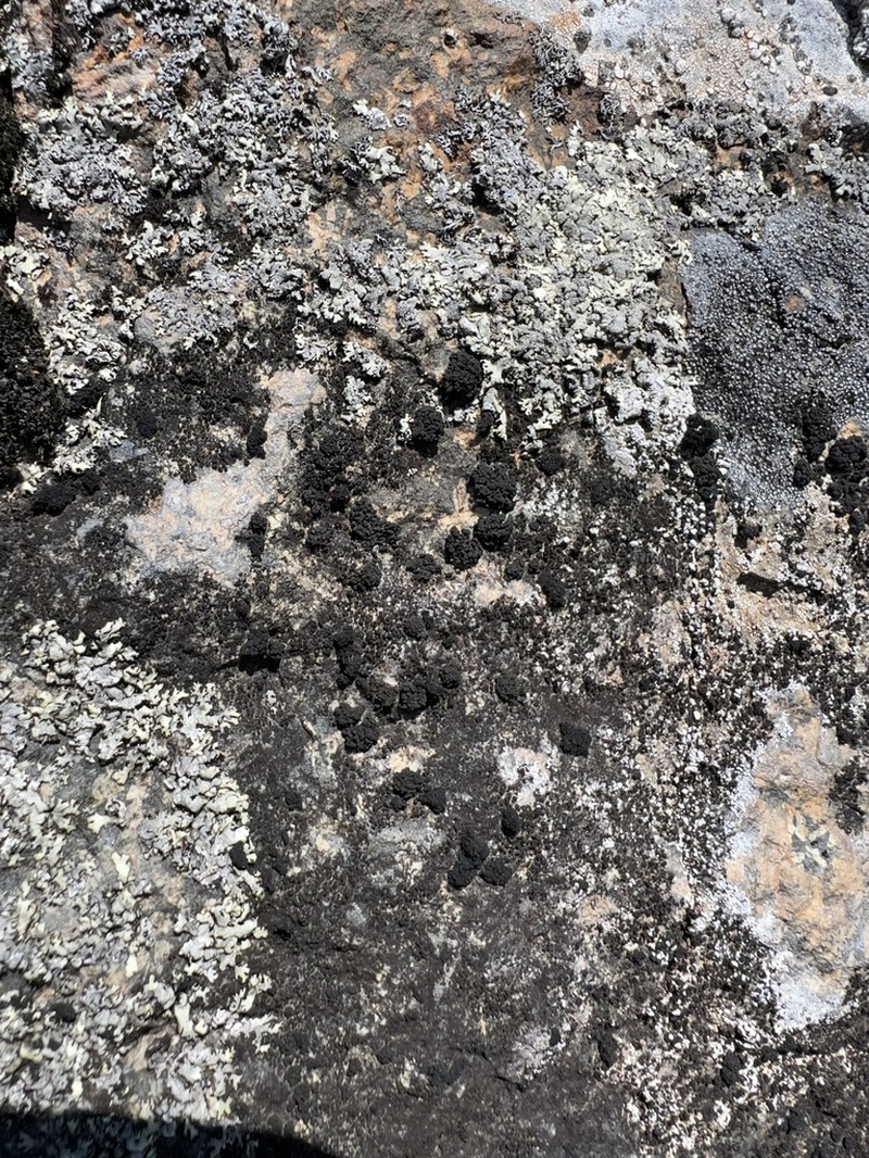 Demangeon's Phylliscum Lichen photo 6