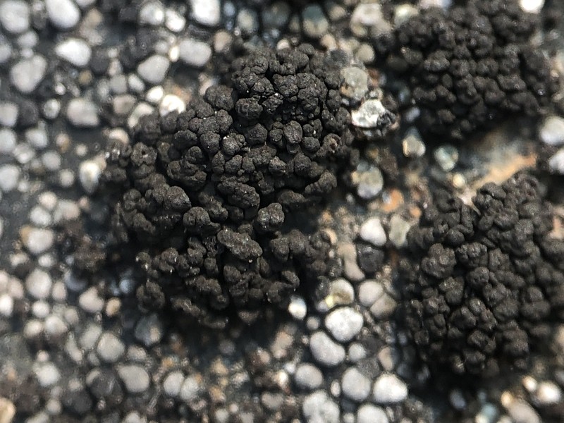 Demangeon's Phylliscum Lichen photo 7