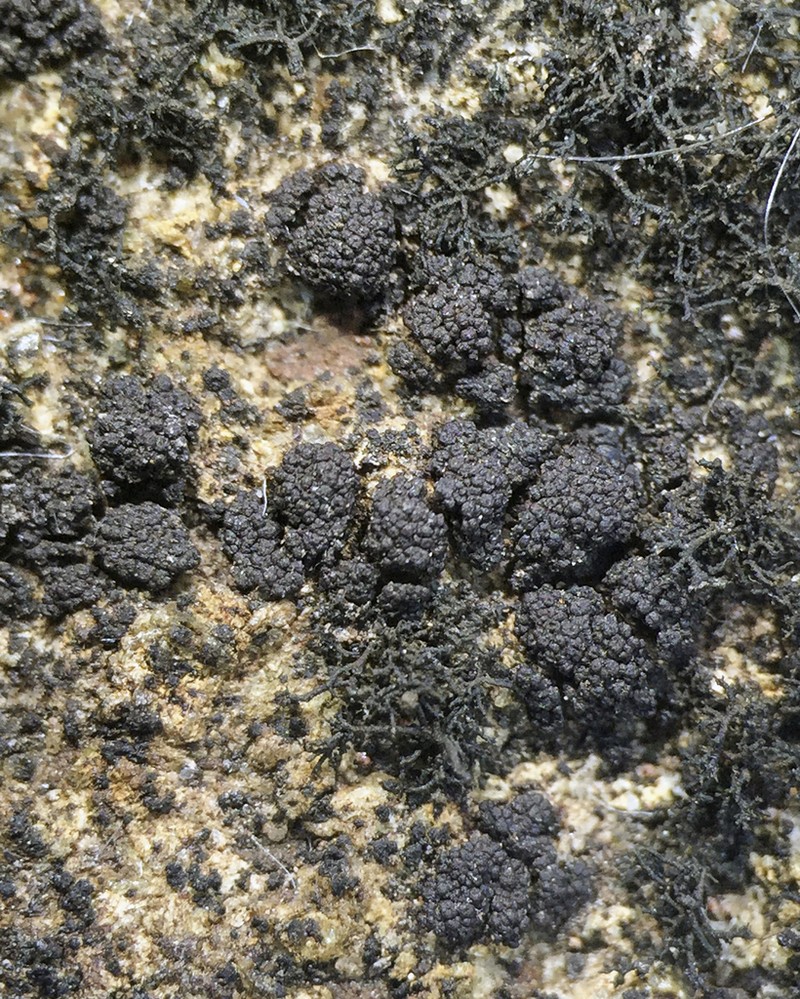 Demangeon's Phylliscum Lichen photo 8