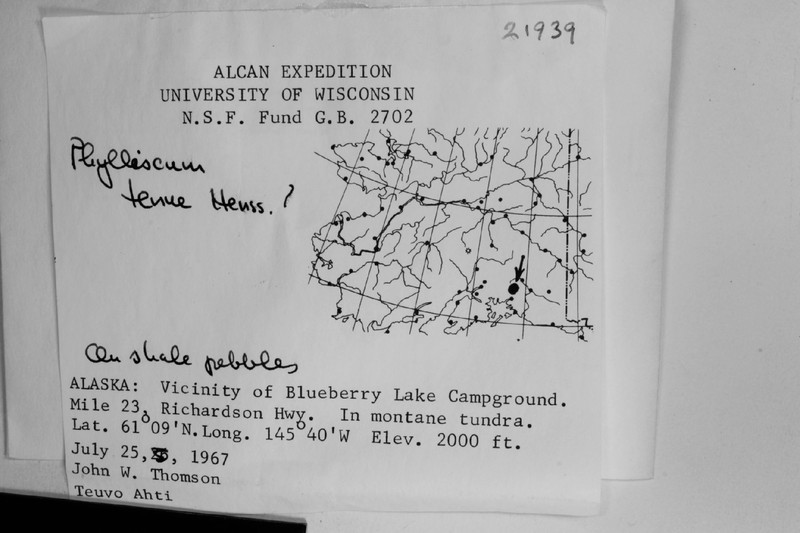 Phylliscum Lichen photo 2