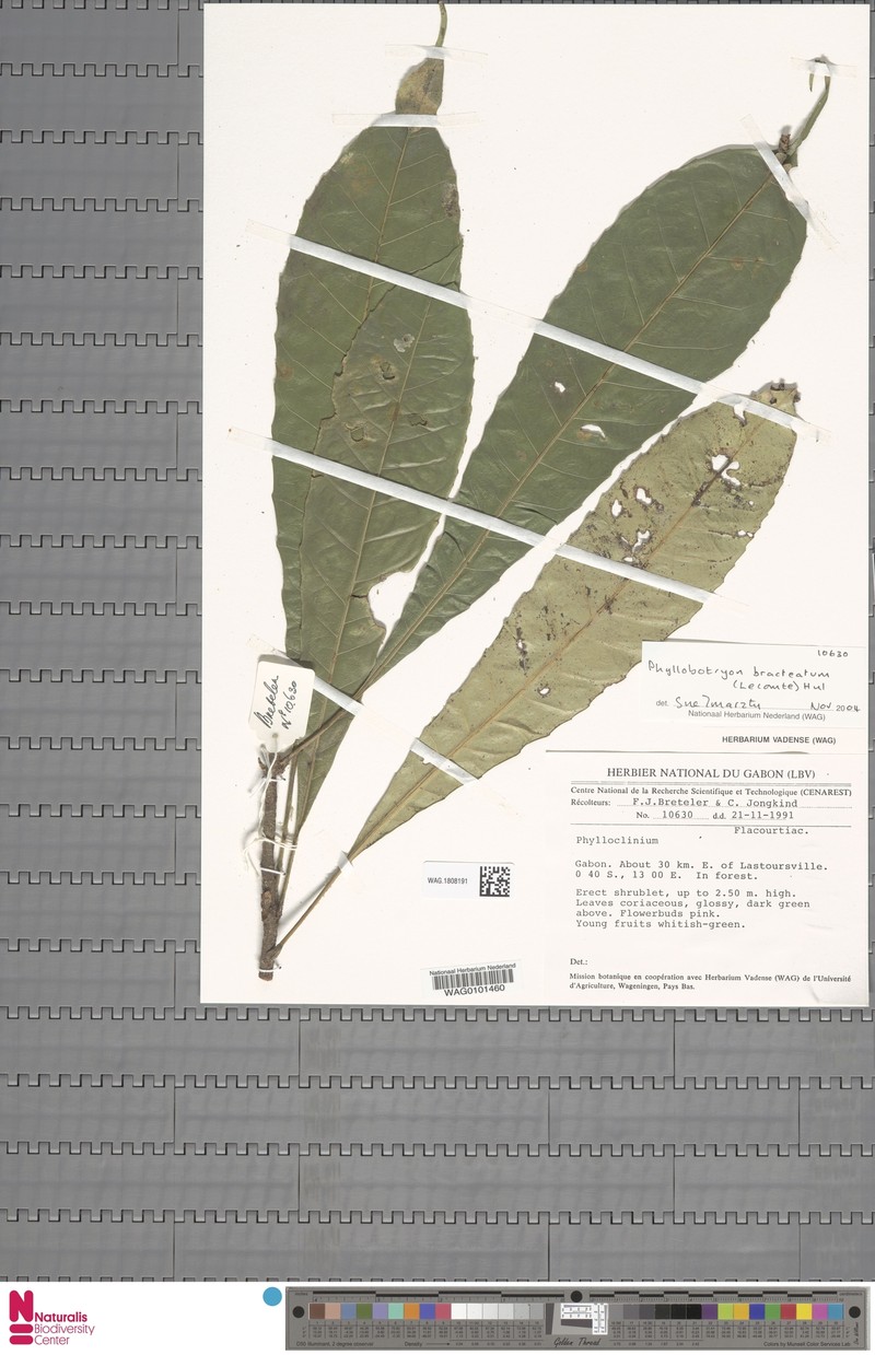 Phyllobotryon bracteatum