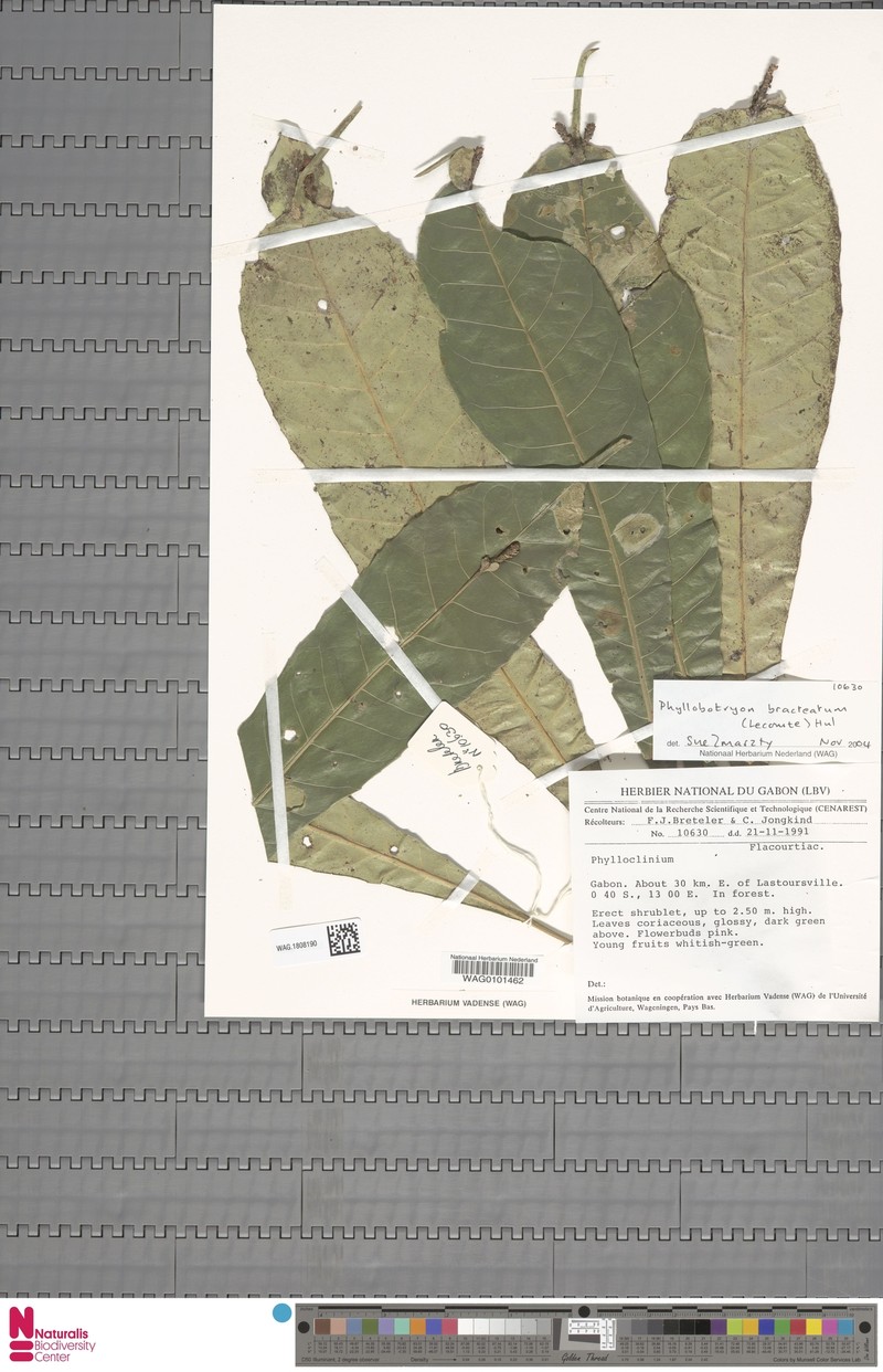 Phyllobotryon bracteatum photo 2