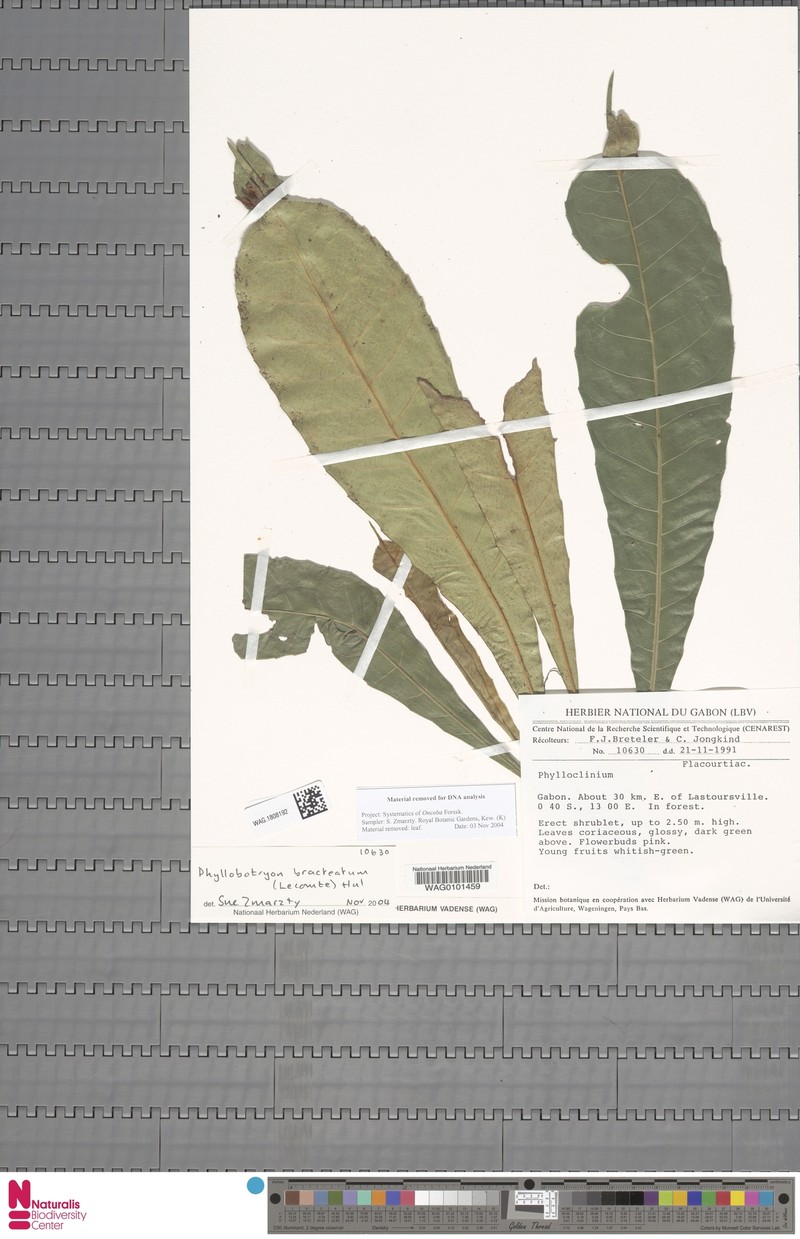 Phyllobotryon bracteatum photo 3