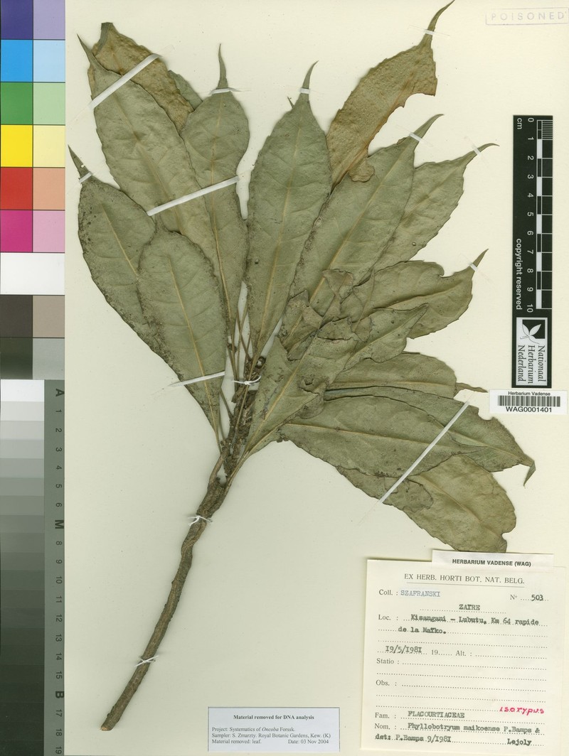 Phyllobotryon maikoense