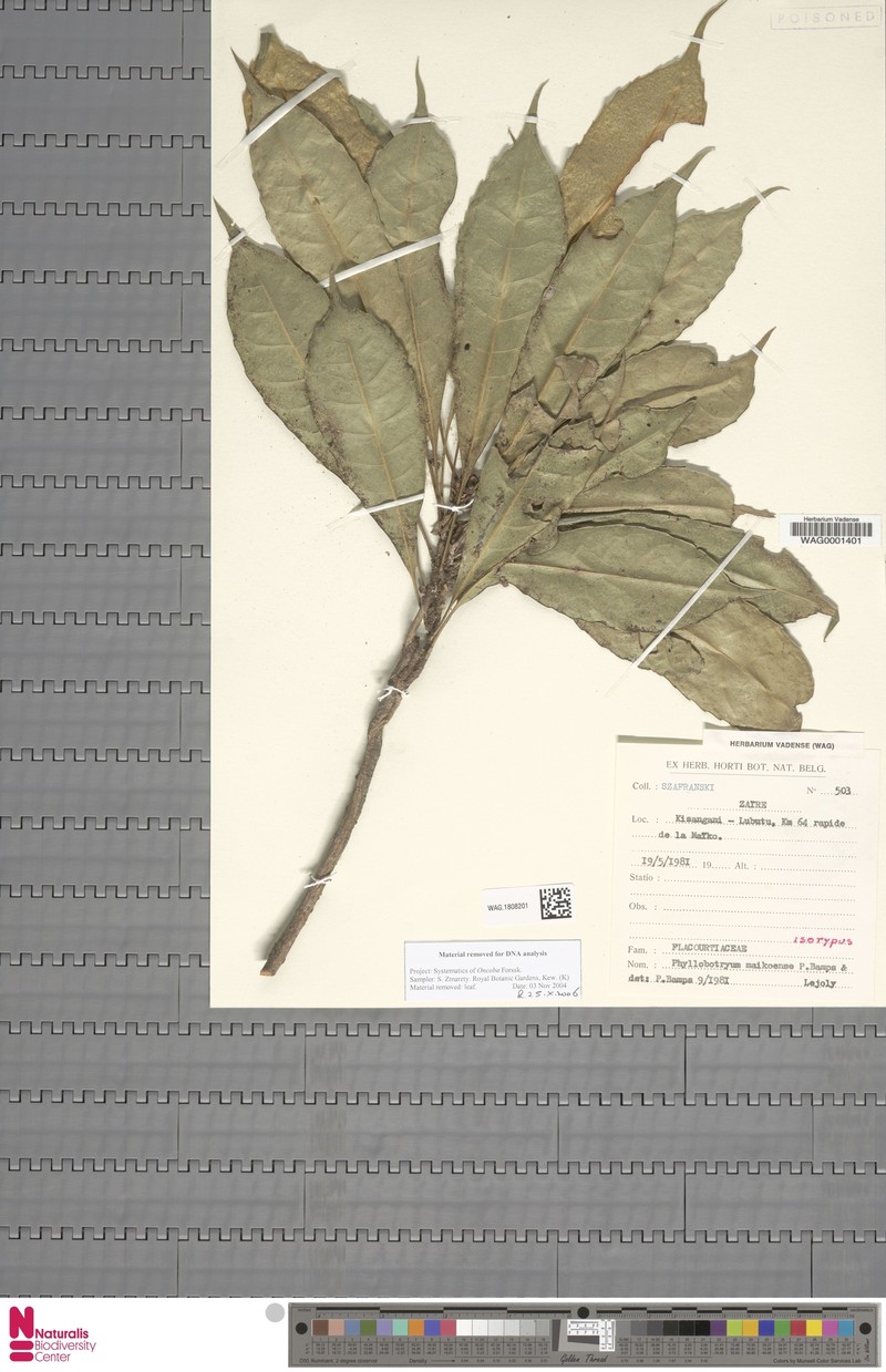 Phyllobotryon maikoense photo 2