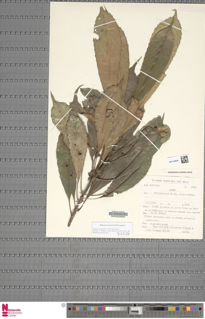 Phyllobotryon maikoense photo 3