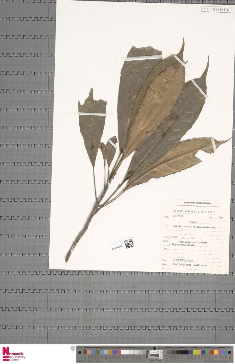 Phyllobotryon maikoense photo 4