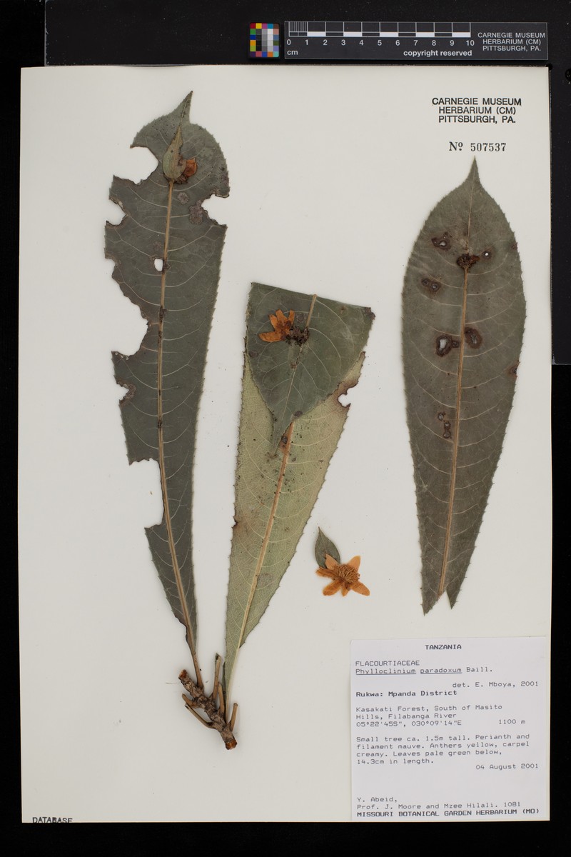 Phyllobotryon paradoxum photo 2