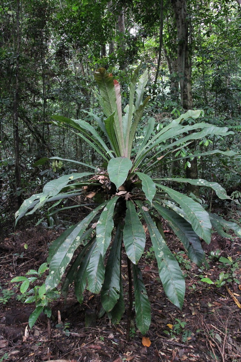 Phyllobotryon spathulatum