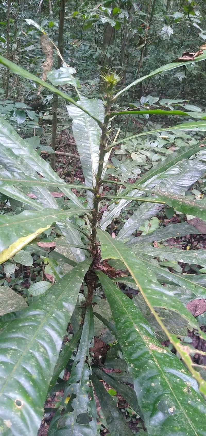 Phyllobotryon spathulatum photo 2