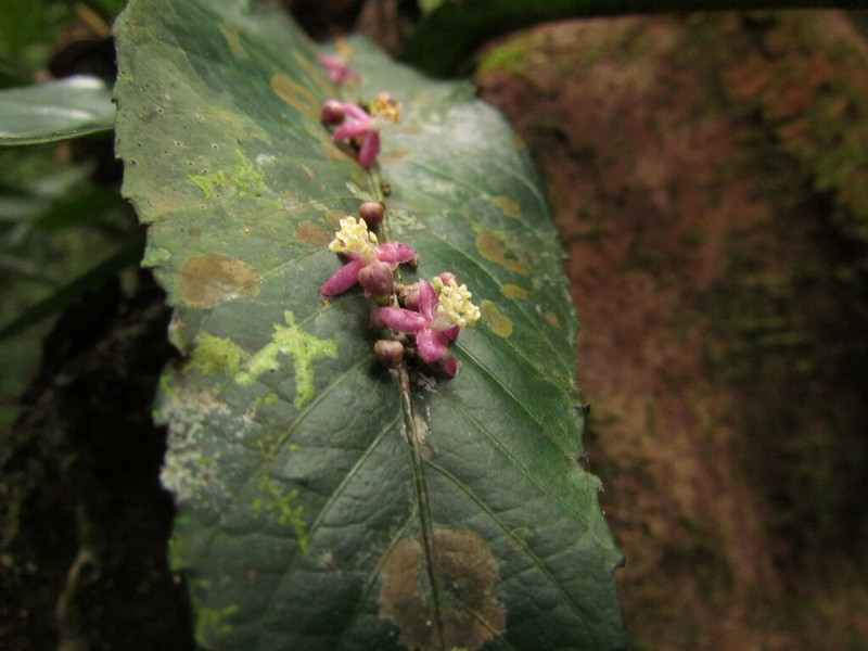 Phyllobotryon spathulatum photo 3