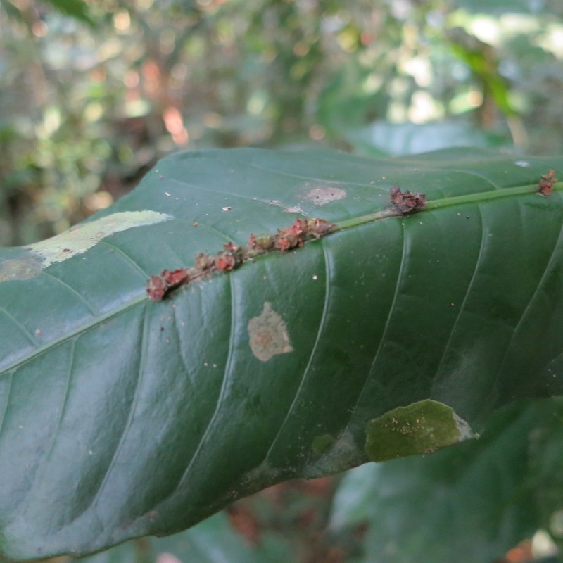 Phyllobotryon spathulatum photo 4