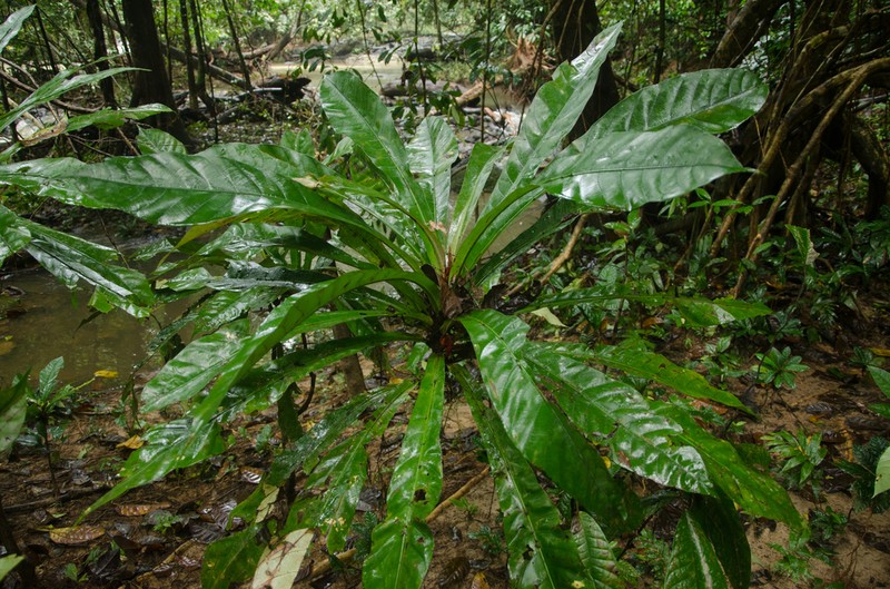 Phyllobotryon spathulatum photo 5