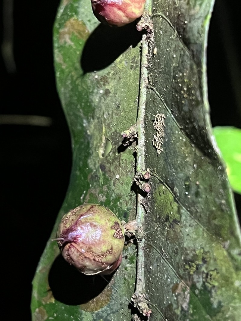 Phyllobotryon spathulatum photo 6