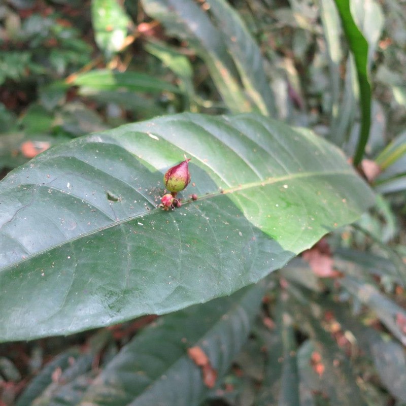 Phyllobotryon spathulatum photo 7