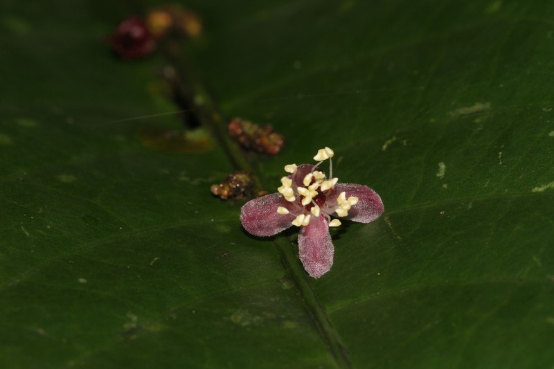 Phyllobotryon spathulatum photo 8