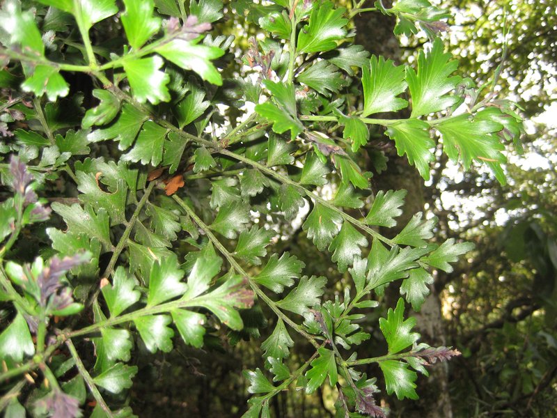 Celery Pine