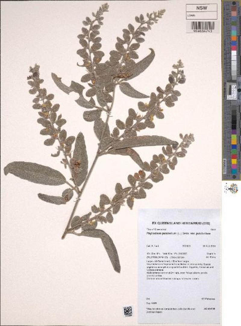 Phyllodium pulchellum var. pulchellum