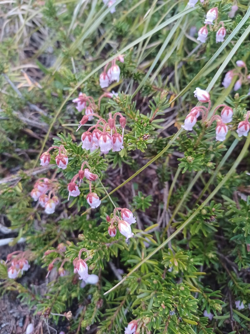 Mountainheath photo 2