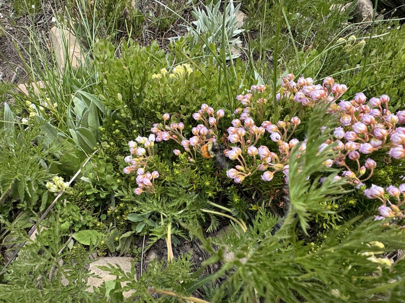 Mountainheath photo 3