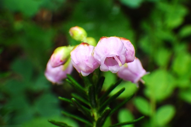 Mountainheath photo 6