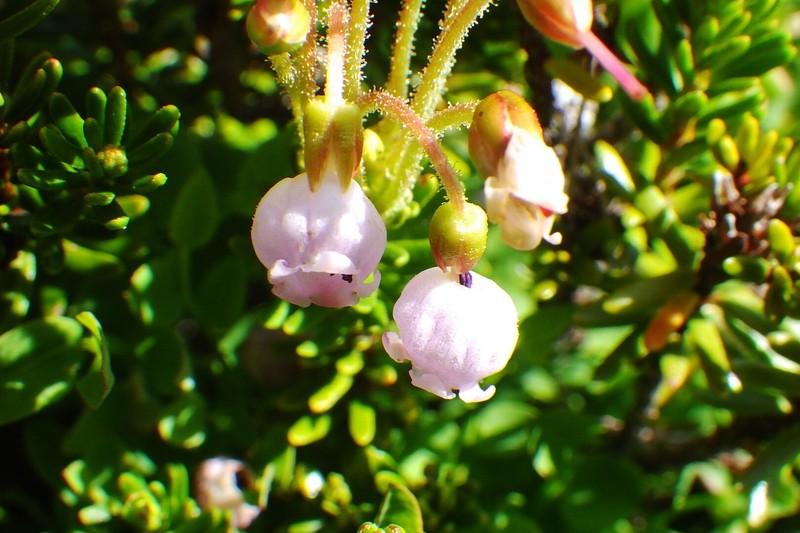 Mountainheath photo 7