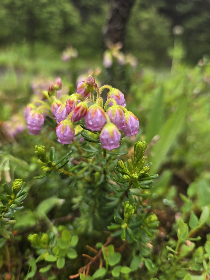 Mountainheath photo 8