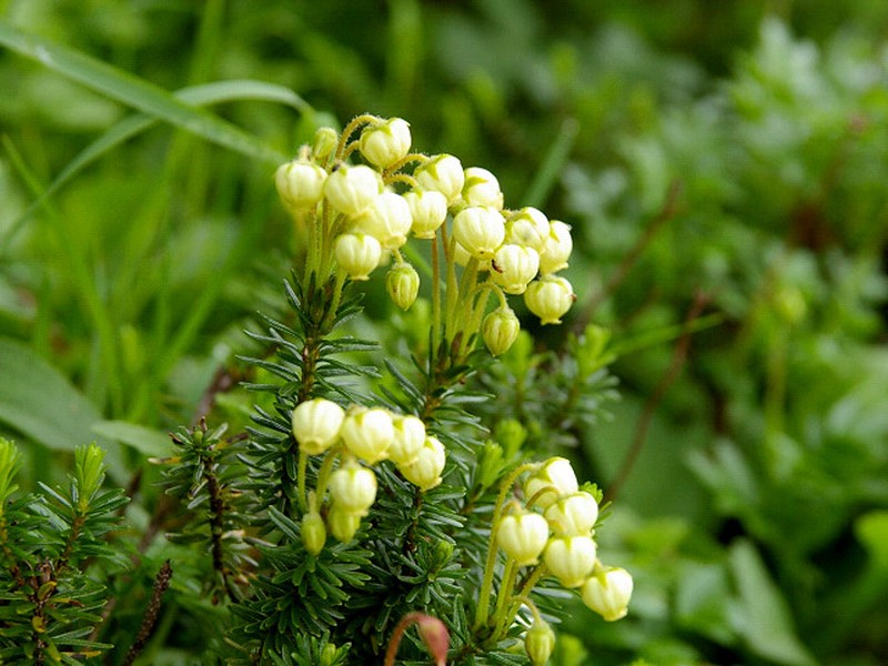 Aleutian Mountainheath