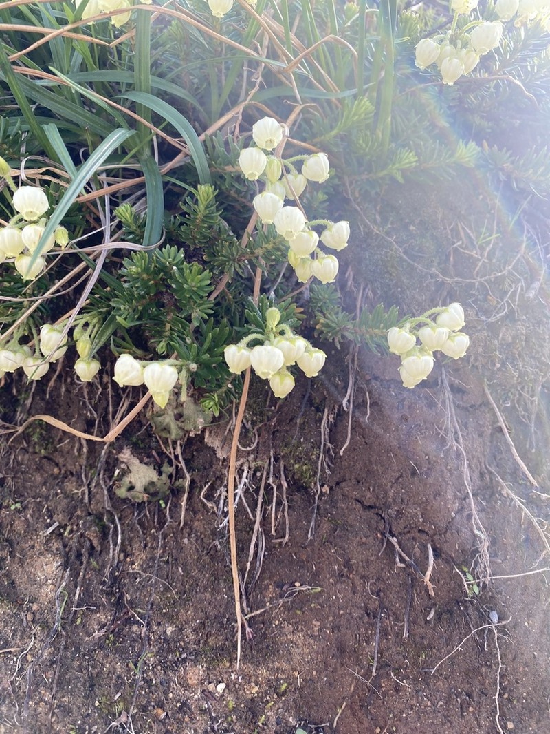 Aleutian Mountainheath